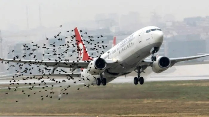 Pesawat Boeing 737 Maskapai Virgin Australia Terbakar